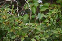 Gymnema sylvestre